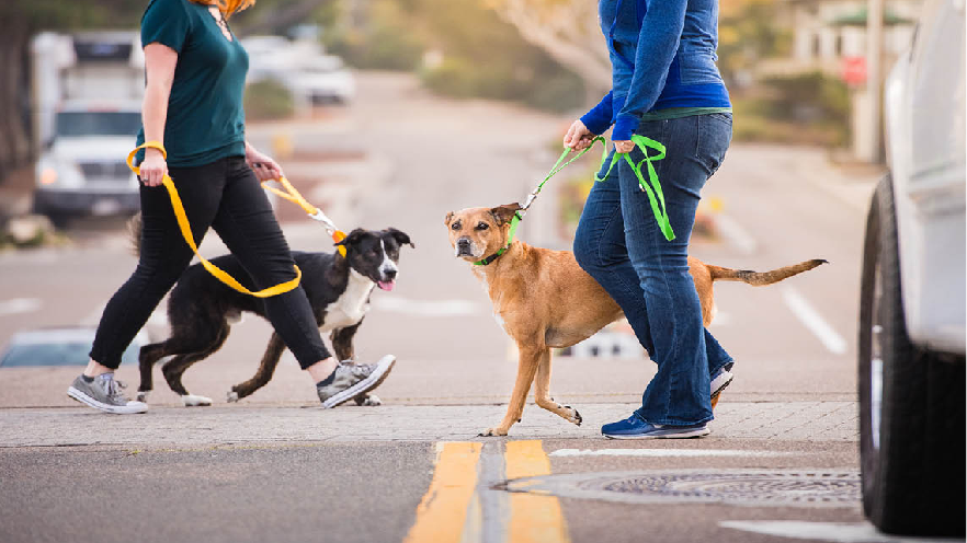 Pourquoi a-t-on besoin d'un collier et d'une laisse pour promener son chien ? 2