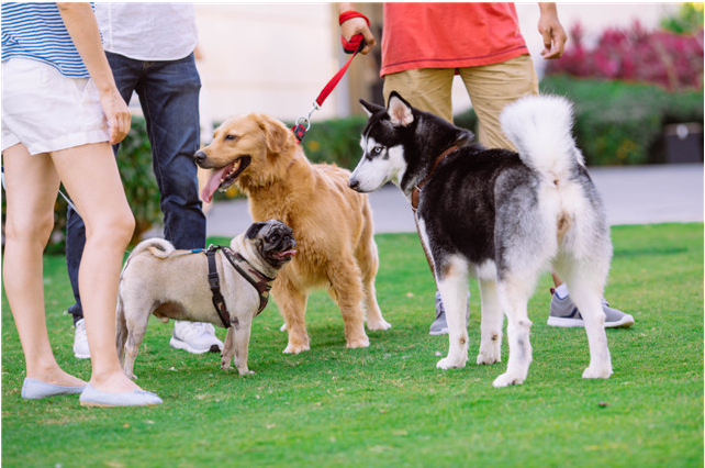 La valeur émotionnelle que procurent les animaux de compagnie 5