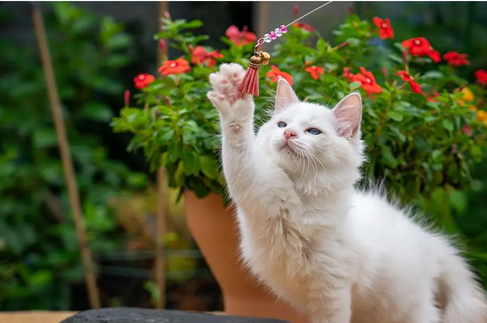 La valeur émotionnelle que procurent les animaux de compagnie 4