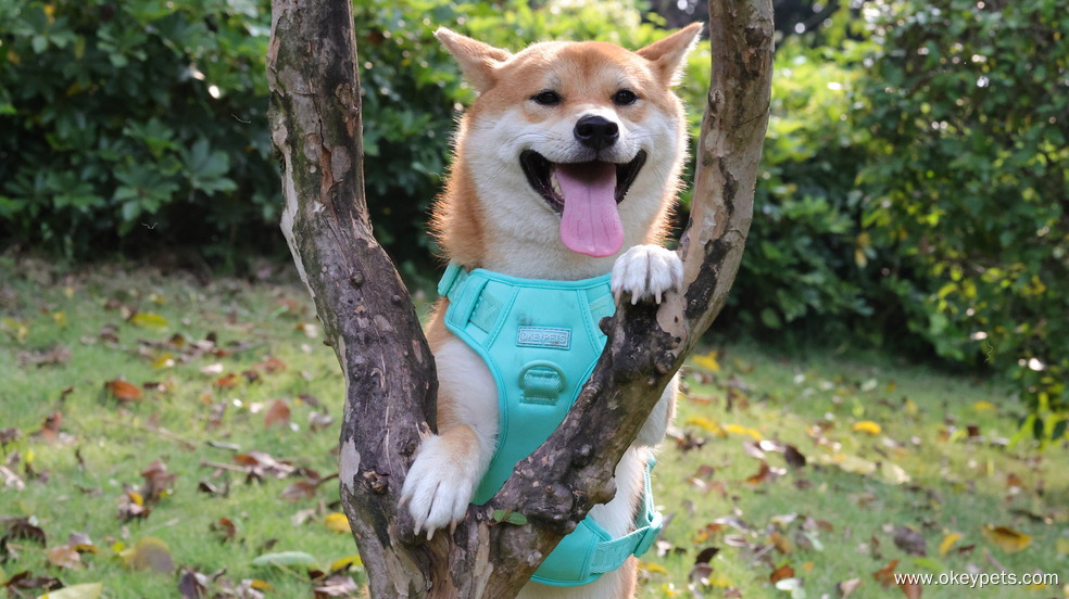 La valeur émotionnelle que procurent les animaux de compagnie 9