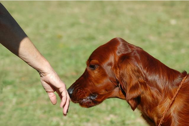 La valeur émotionnelle que procurent les animaux de compagnie 2