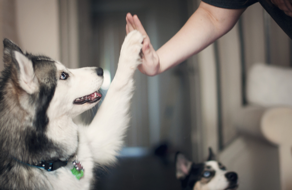 La valeur émotionnelle que procurent les animaux de compagnie 7