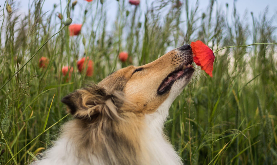 Entrez dans le monde olfactif des chiens 2