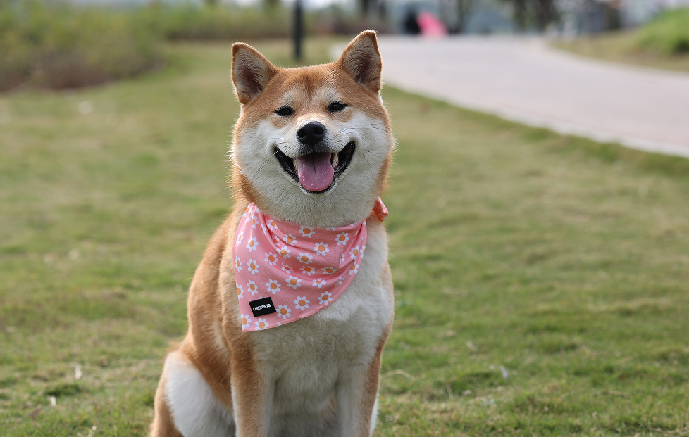 Entrez dans le monde olfactif des chiens 22