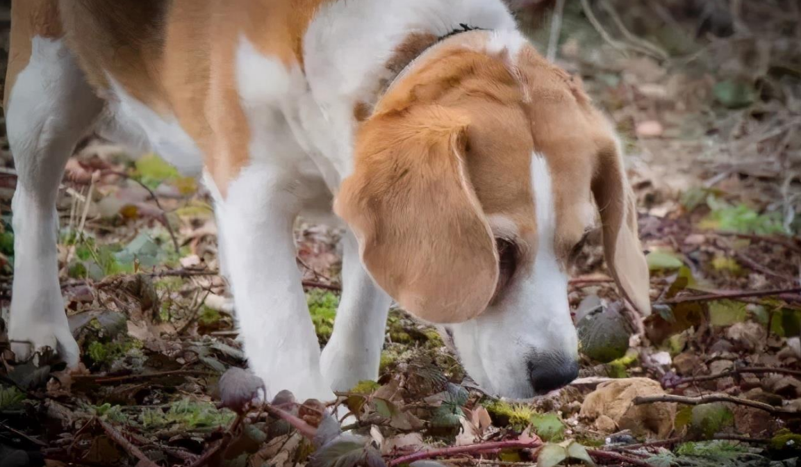 Entrez dans le monde olfactif des chiens 3