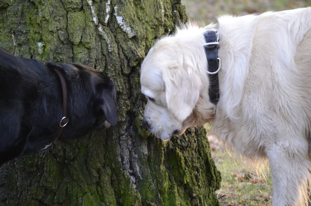 Entrez dans le monde olfactif des chiens 4