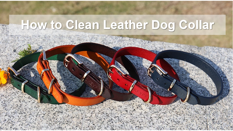 Hogyan tisztítsuk a bőr kutyanyakörvet? 1