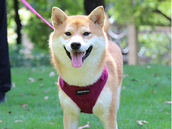 Types of Dog Harnesses & How to Choose 8