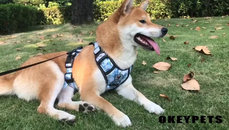 Step in Dog Harness Vest OKEYPETS Oxford Material Dog Walking Harness With Soft Padded