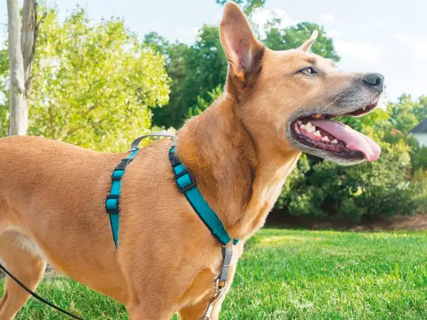 Types of Dog Harnesses & How to Choose 10