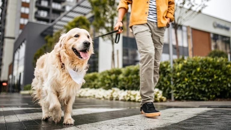 Types of Dog Harnesses & How to Choose 2