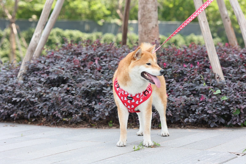 Types of Dog Harnesses & How to Choose 3
