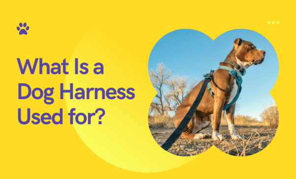 What Is a Dog Harness Used for? Types of Dog Harnesses 1