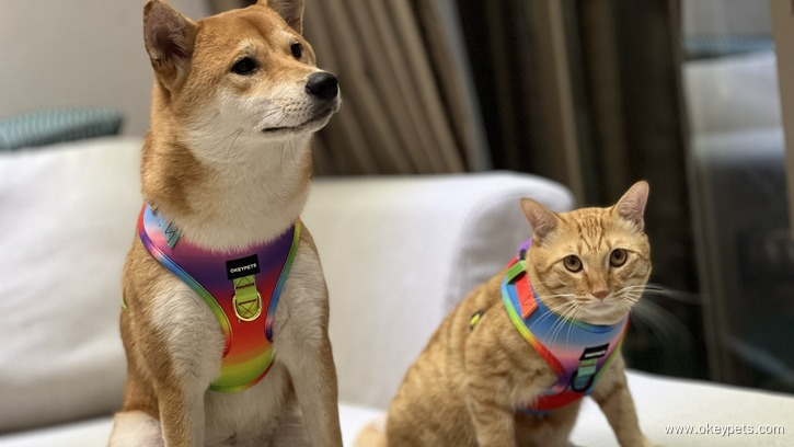 Types and classifications of pet products 4