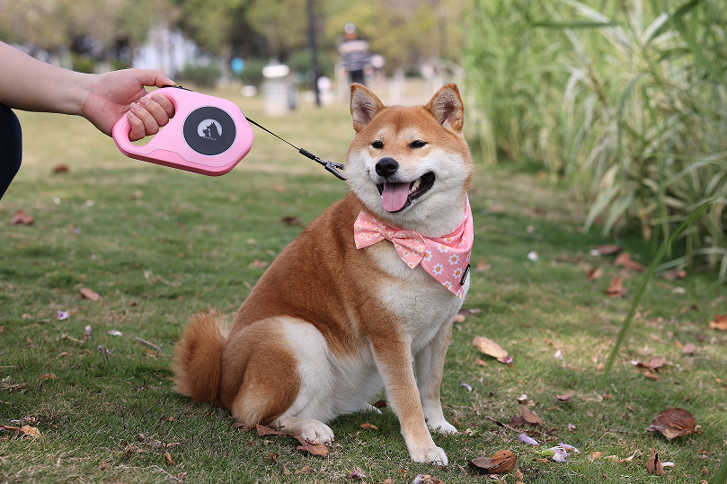 Rapport phare | Perspectives du marché mondial des animaux de compagnie 2024 5