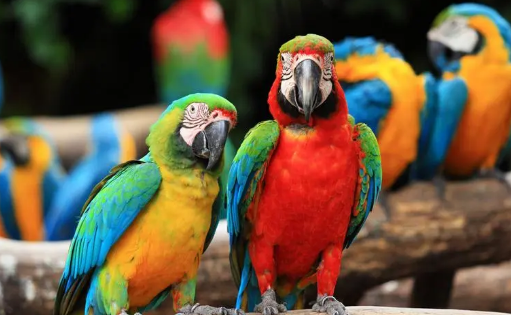 Rapport phare | Perspectives du marché mondial des animaux de compagnie 2024 4