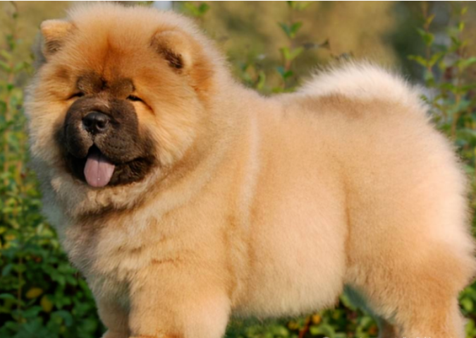 Les 4 chiens les plus « puants » du monde canin, dont l'odeur corporelle rend les gens malades ! 3