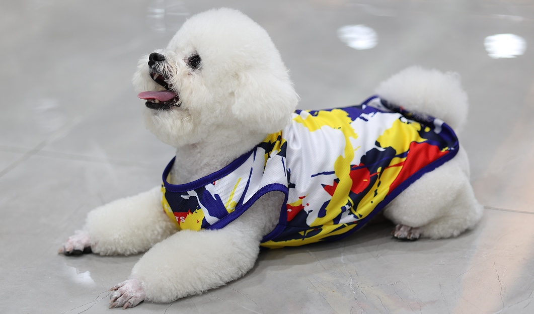 Les 4 chiens les plus « puants » du monde canin, dont l'odeur corporelle rend les gens malades ! 8