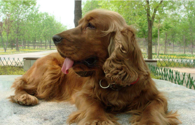 Les 4 chiens les plus « puants » du monde canin, dont l'odeur corporelle rend les gens malades ! 4