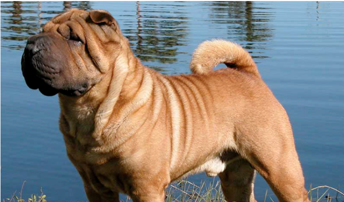 Les 4 chiens les plus « puants » du monde canin, dont l'odeur corporelle rend les gens malades ! 5