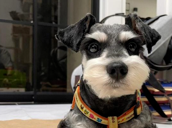 Les 4 chiens les plus « puants » du monde canin, dont l'odeur corporelle rend les gens malades ! 7