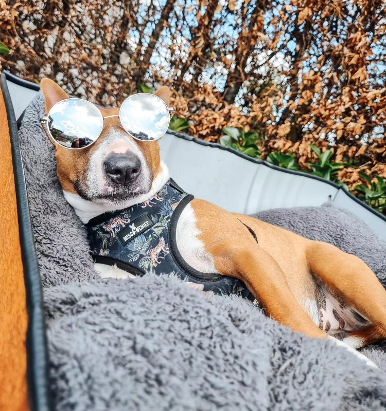 Excellents retours clients sur les ensembles de harnais pour chiens OKEYPETS 2