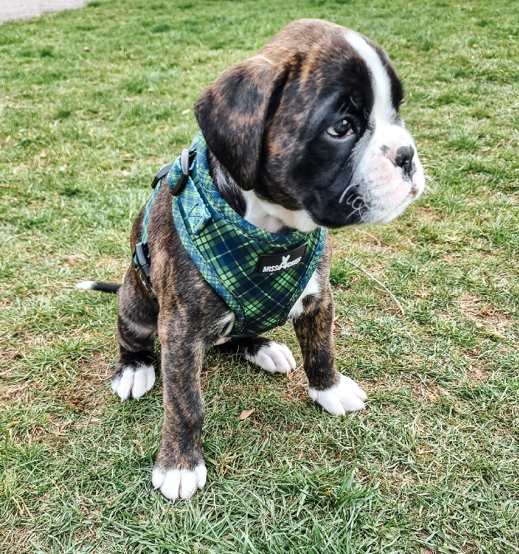 Excellents retours clients sur les ensembles de harnais pour chiens OKEYPETS 3