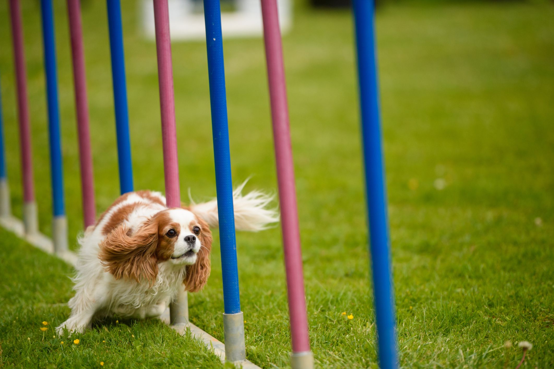Facteurs à prendre en compte lors de l'adoption d'un chien 2