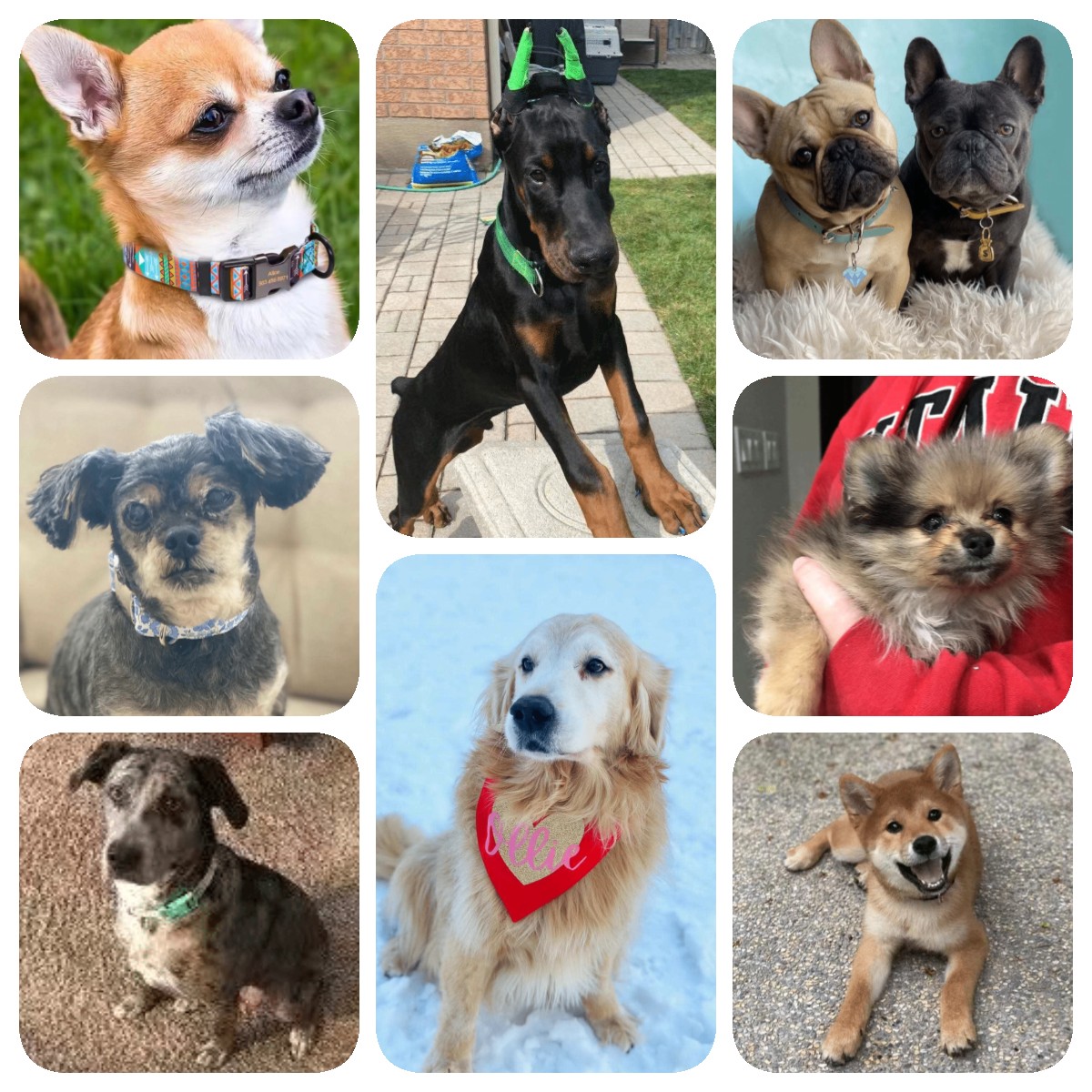 See what dogs our customers have 1