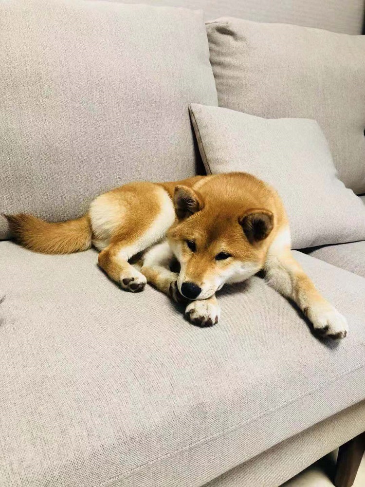 Comment faire pour qu'un chien vous aime ? 5