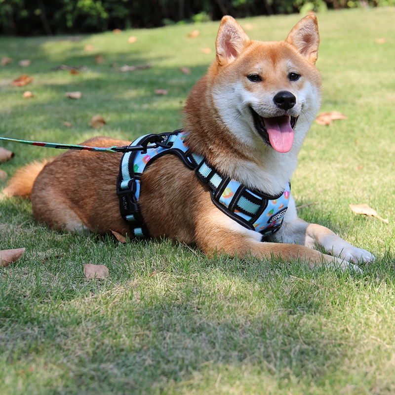 Comment faire pour qu'un chien vous aime ? 2