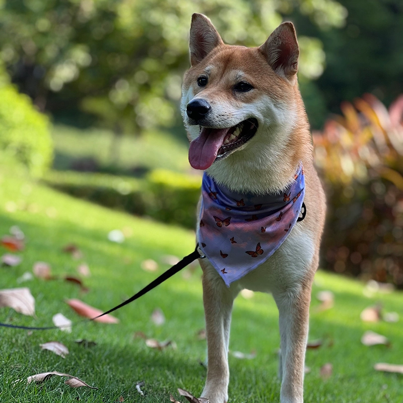 Comment faire pour qu'un chien vous aime ? 3