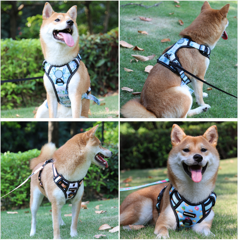 Mon chien peut-il porter un harnais au lieu d'un collier ? - OKEYPETS1 3