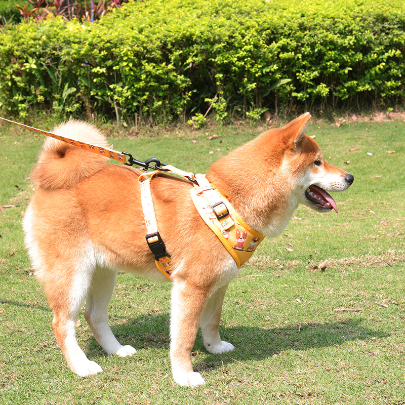 Mon chien peut-il porter un harnais au lieu d'un collier ? - OKEYPETS1 5