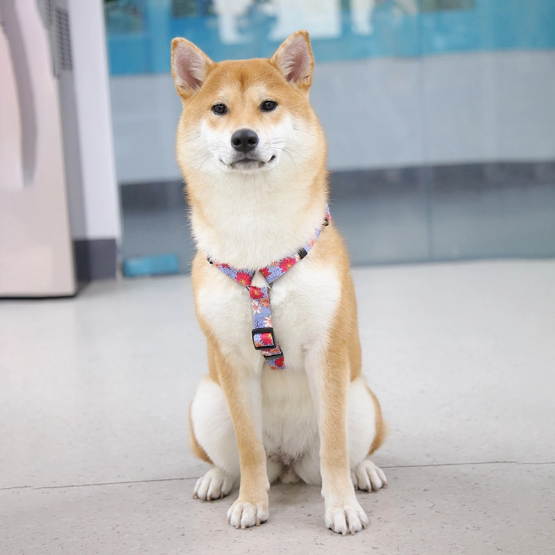 Quelles règles devons-nous enseigner à nos chiens ? 1