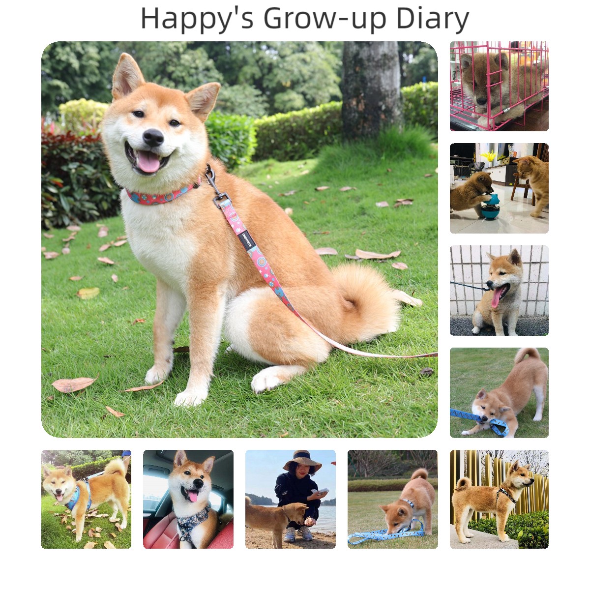 Mik a kutyák mindennapi életének alapvető szükségletei? 1