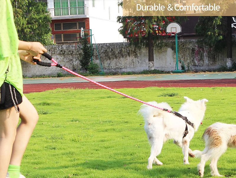 Accessoires essentiels pour chiens : La meilleure laisse pour votre chien¹ 8