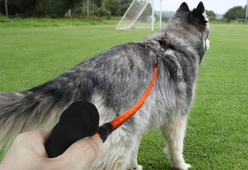 Accessoires essentiels pour chiens : La meilleure laisse pour votre chien¹ 6