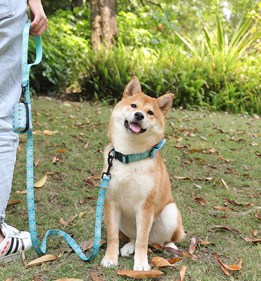 Quels sont les meilleurs colliers et laisses pour chiens ? 3