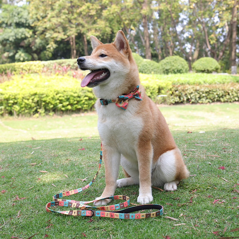 Quels sont les meilleurs colliers et laisses pour chiens ? 2