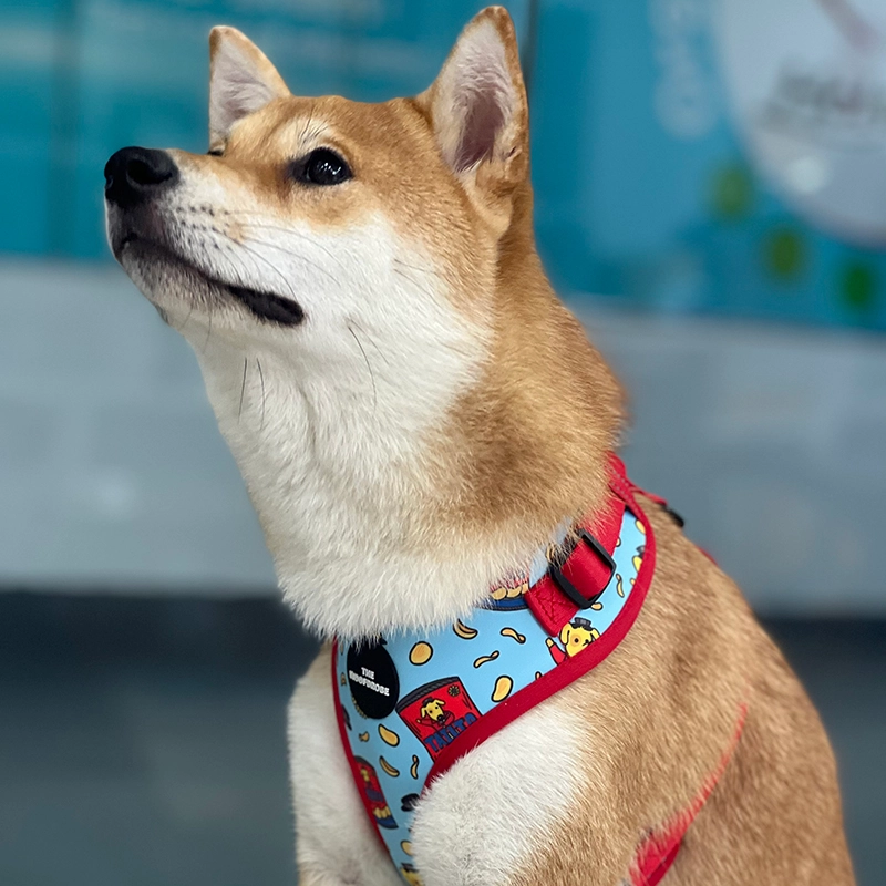 Come fare un cane che ti vuole? 4