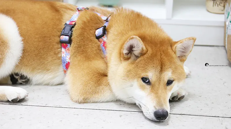 No-Pull Adjustable Dog Harness PET-0618H03, High-Quality Polyester, Small Dog Friendly 1