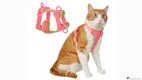 Fashion no pull training dog harness factory | OKEYPETS 1