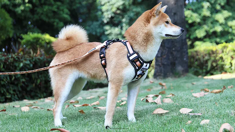 An úim madra is fearr a mhaireann do mhadraí beaga monarcha | OKEYPETS 1