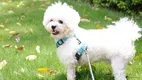 Soláthraí úim saincheaptha do choileáiníní Monaróir | OKEYPETS 1