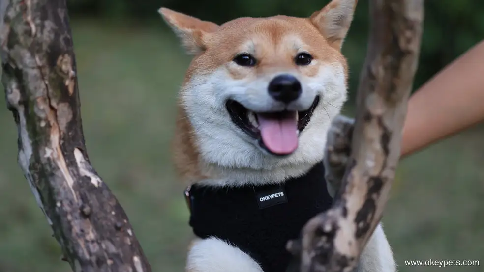 OKEYPETS Ensemble de harnais Sherpa personnalisé, fabricant de harnais Sherpa réglables et anti-traction pour chiens 1
