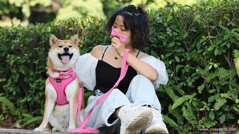 OKEYPETS Egyedi, kiváló minőségű, lélegző, kordbársony, hálós kutyahám, fényvisszaverő kutyahám és póráz szett logóval 1