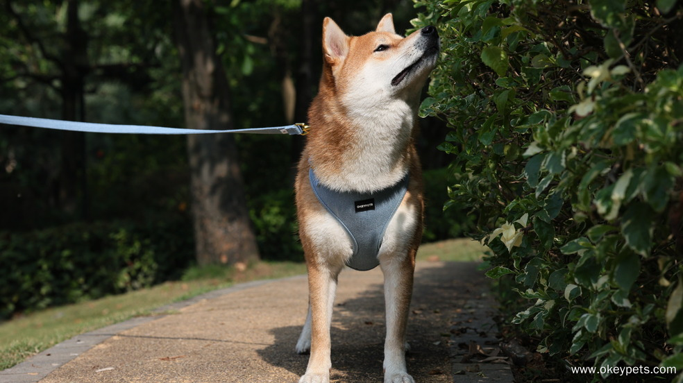 Ako si vybrať správny materiál postroja pre domáce zvieratá 5