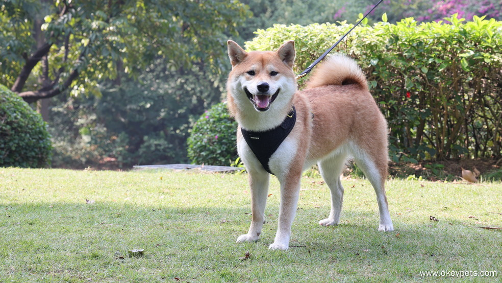 Ako si vybrať správny materiál postroja pre domáce zvieratá 4