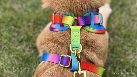 Ako si vybrať správny materiál postroja pre domáce zvieratá 3